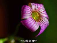海南华榆思贸易有限公司
